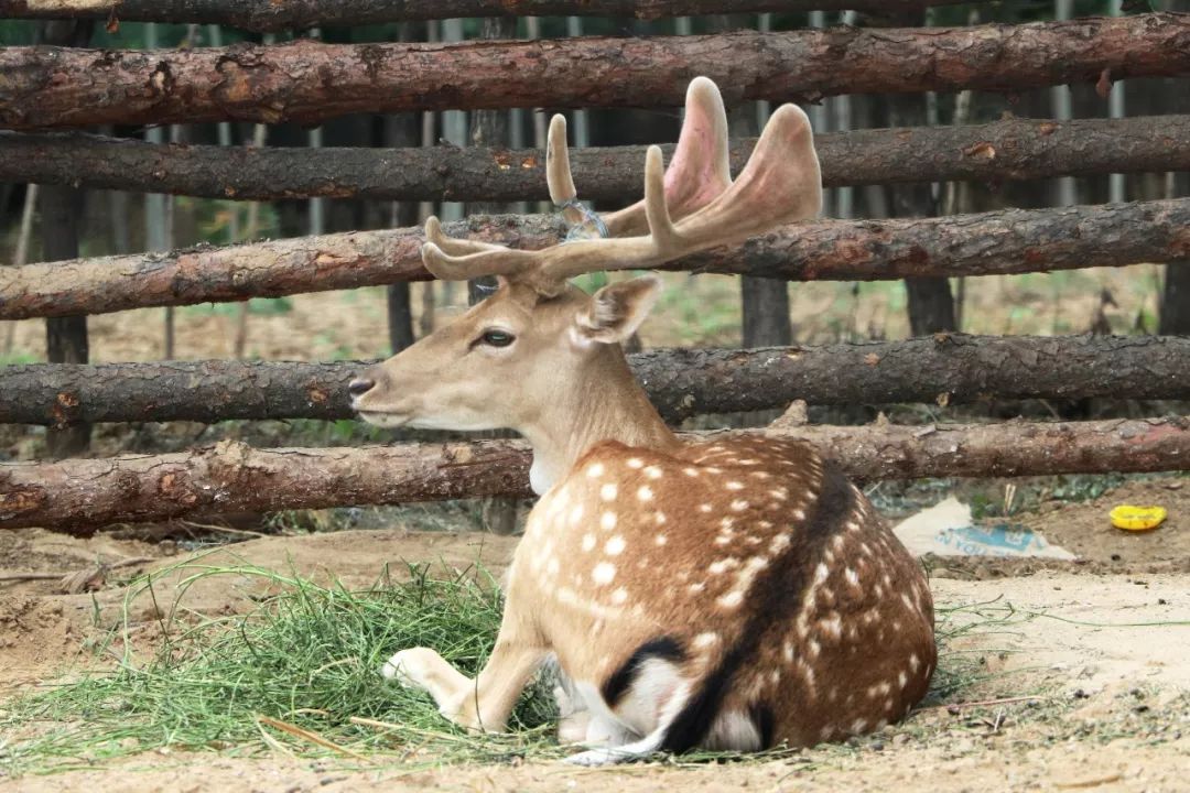 賈家莊民俗動物園門票3.jpeg