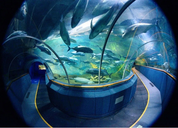 抹香鲸标本馆厦门海底世界的镇馆之宝鲸豚标本馆展示着抹香鲸表皮和