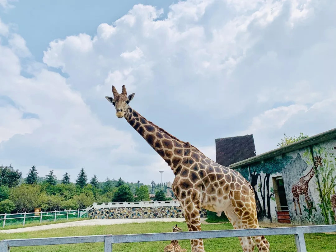 贵州森林野生动物园开放时间地点门票价格信息一览