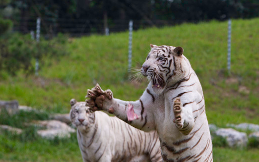 北京野生動物園