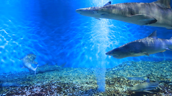 中赫海豚湾海洋公园图片