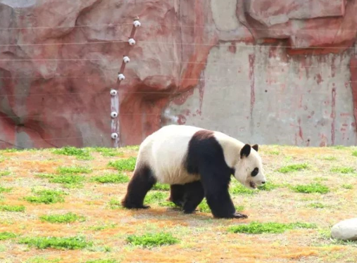 鹽城大豐港動(dòng)物園門(mén)票多少錢(qián)?有什么動(dòng)物?