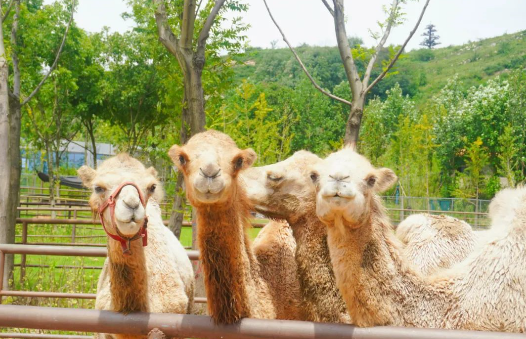 金牛湖野生動物王國