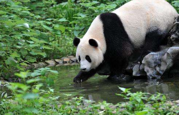 桂林動物園