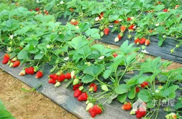 重庆可以摘草莓的地方一览