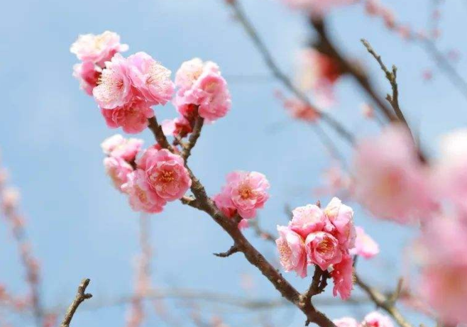 2022上海春节赏梅哪里最好 上海春节赏梅有哪些地方
