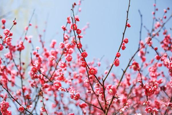 長(zhǎng)沙賞梅花的地方匯總