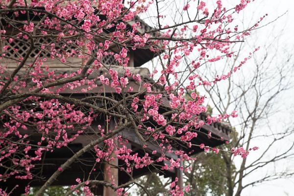 长沙赏梅花的地方汇总