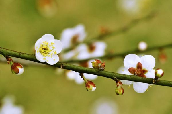 長(zhǎng)沙賞梅花的地方匯總