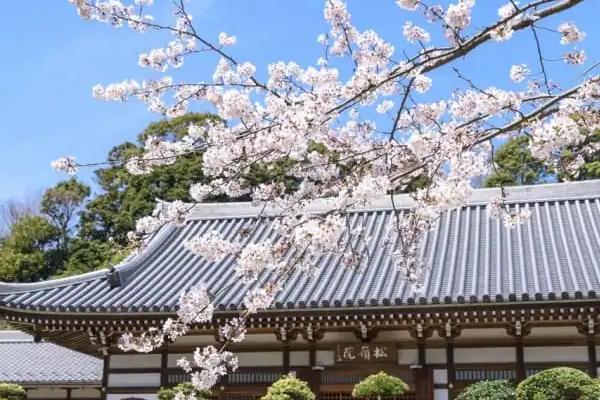 日本赏樱花的地方2021  日本镰仓赏樱好去处