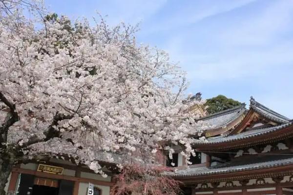 日本赏樱花的地方2021  日本镰仓赏樱好去处