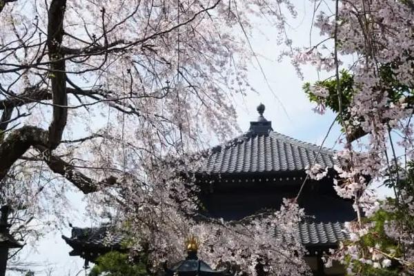 日本赏樱花的地方2021  日本镰仓赏樱好去处
