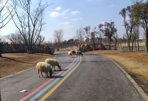 南通野生動物園旅游攻略 兩日游玩行程安排