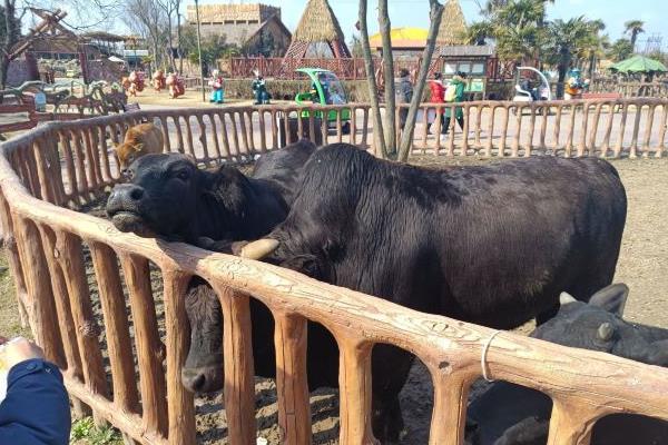 南通野生動物園旅游攻略 兩日游玩行程安排