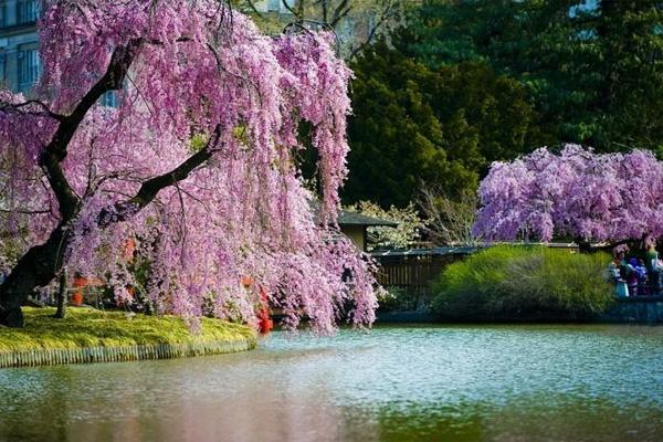 2022成都赏樱花最佳地方在哪里 成都赏樱花好去处