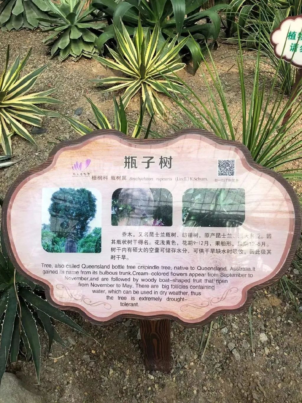 植物园的松林介绍图片