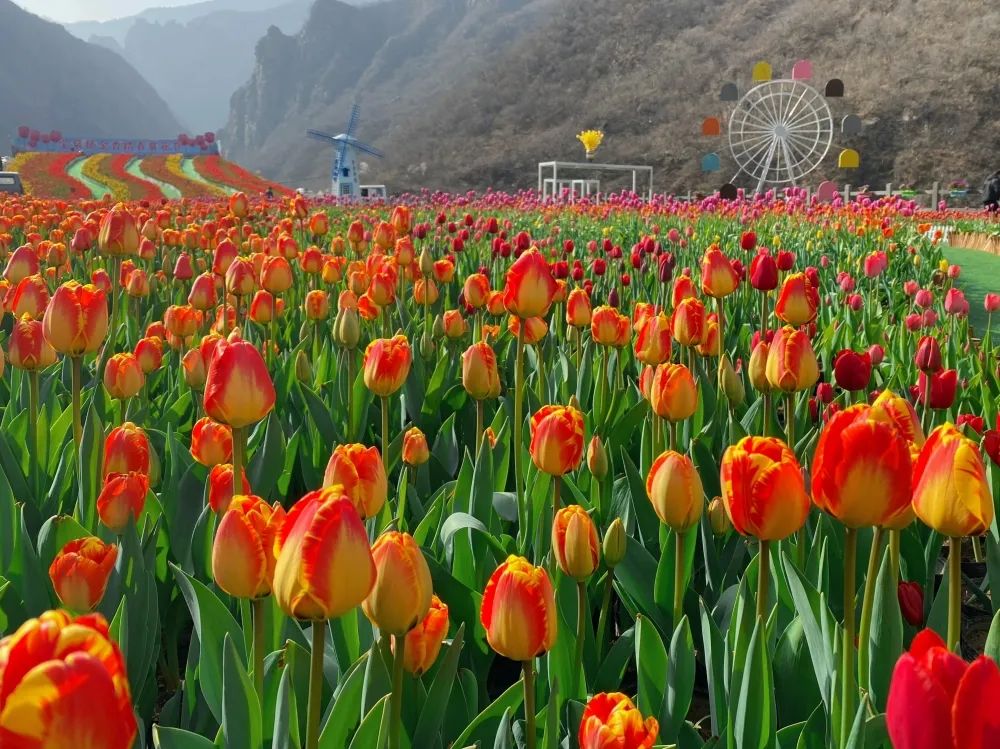 河南宝泉郁金香风景区图片