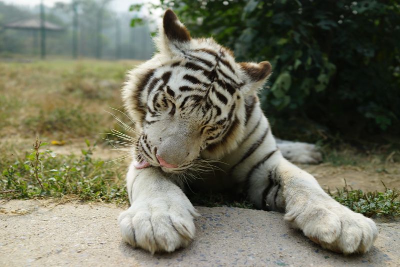 鄭州動物園門票