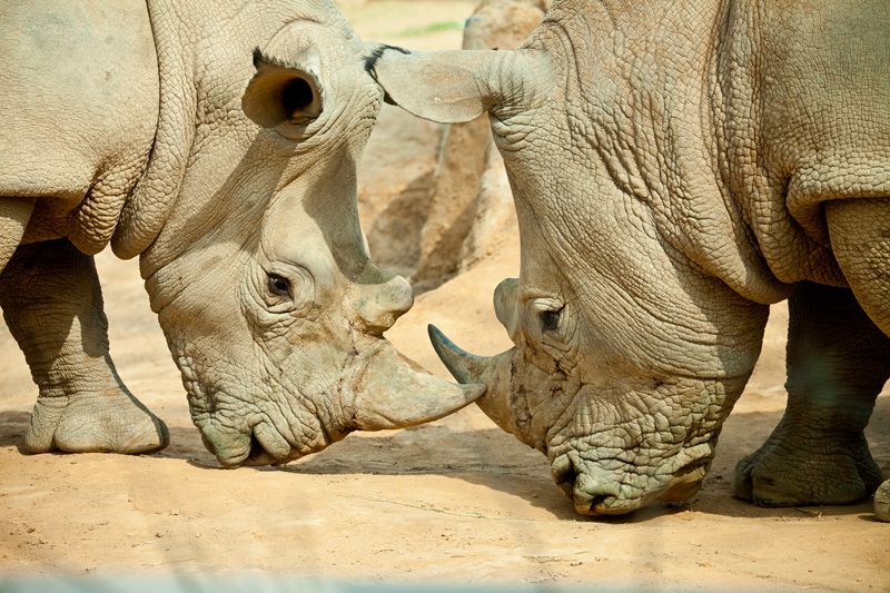 鄭州動物園門票