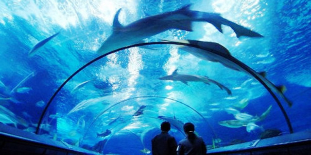 上海海洋水族館