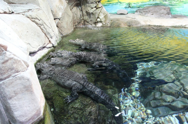 上海海洋水族館