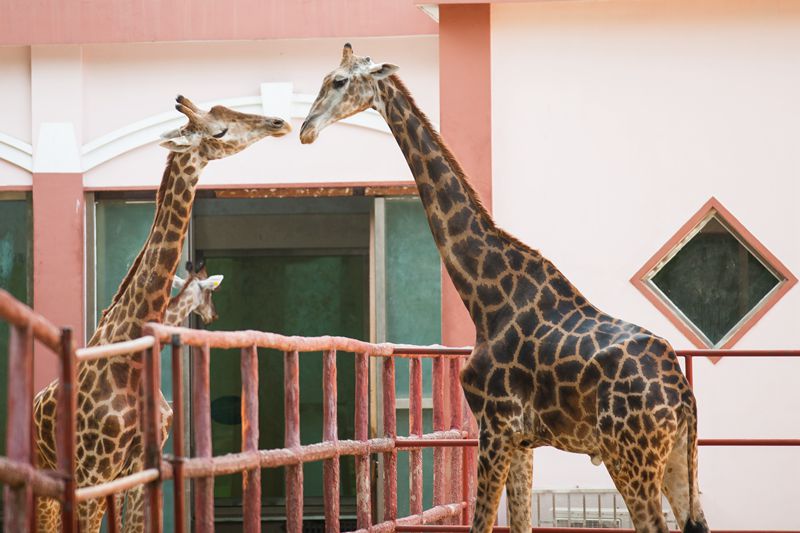 鄭州動物園門票