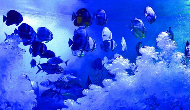 蚌埠海贝海洋乐园