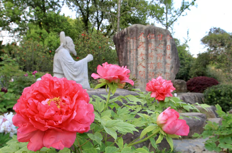 武漢東湖牡丹園