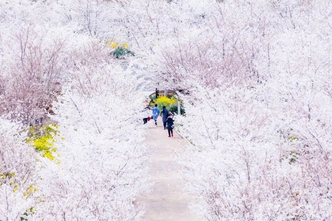 古柏渡丰乐樱花园