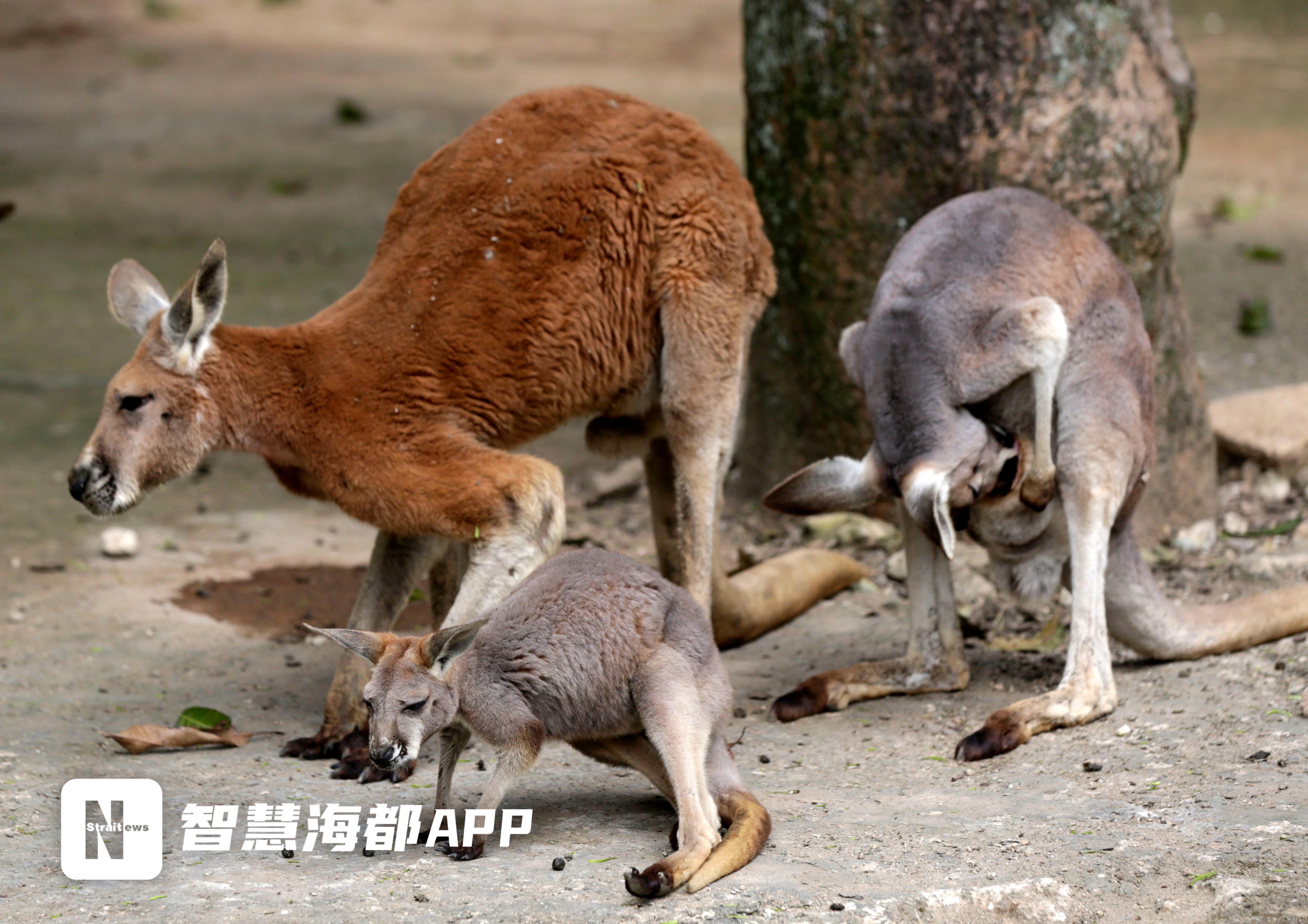 福州動(dòng)物園又“上新”啦！除了“狗圣、嘎嘎”，袋鼠們的名字等你來起