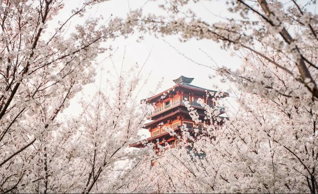 古柏渡丰乐樱花园