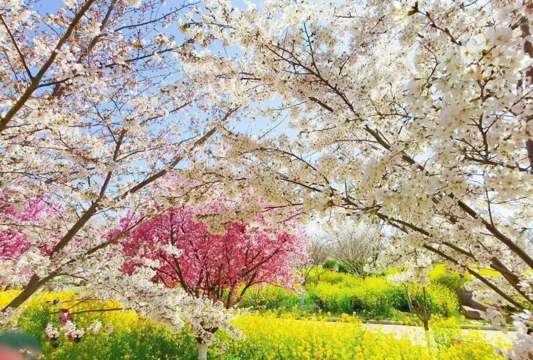 古柏渡丰乐樱花园