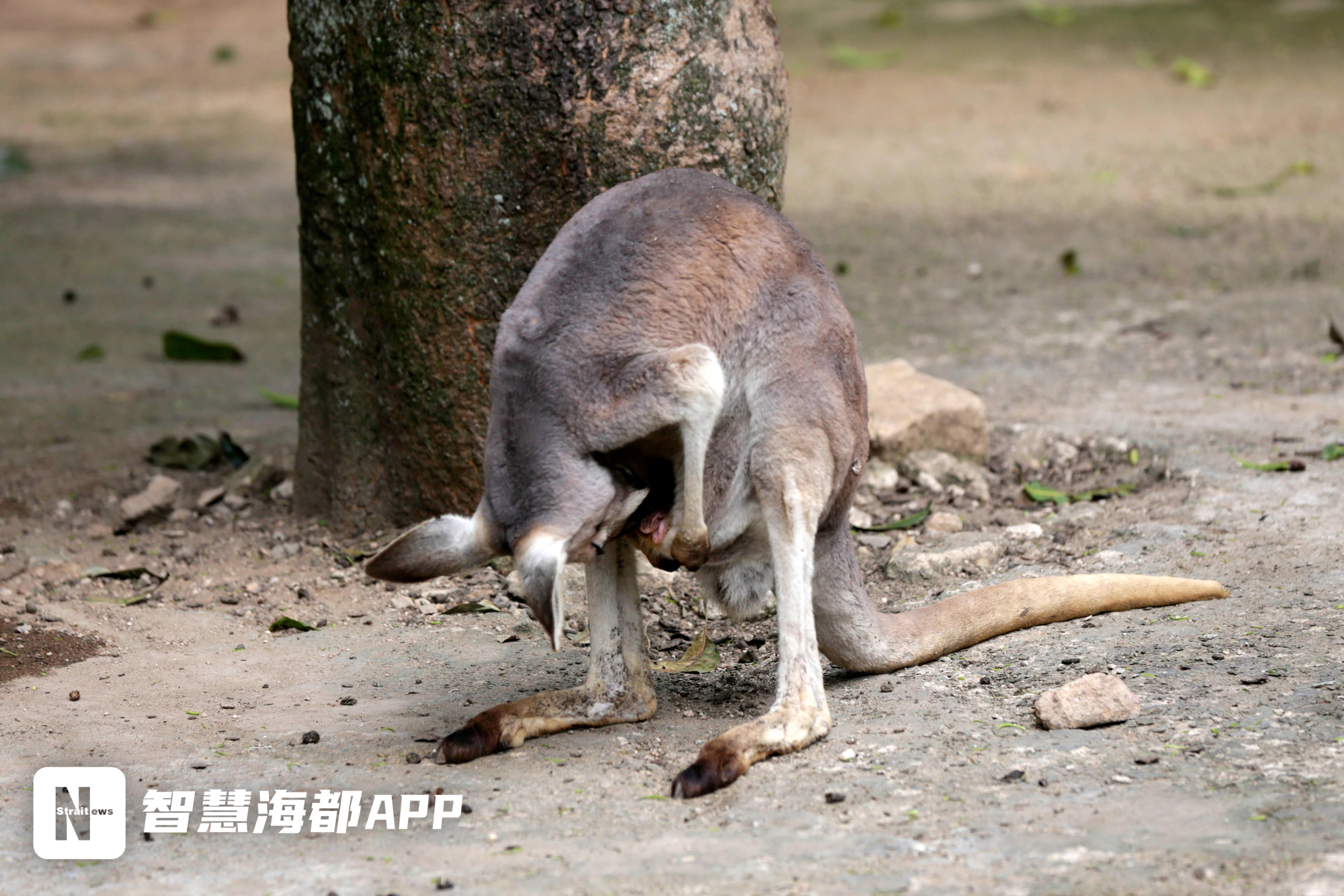 福州動(dòng)物園又“上新”啦！除了“狗圣、嘎嘎”，袋鼠們的名字等你來起