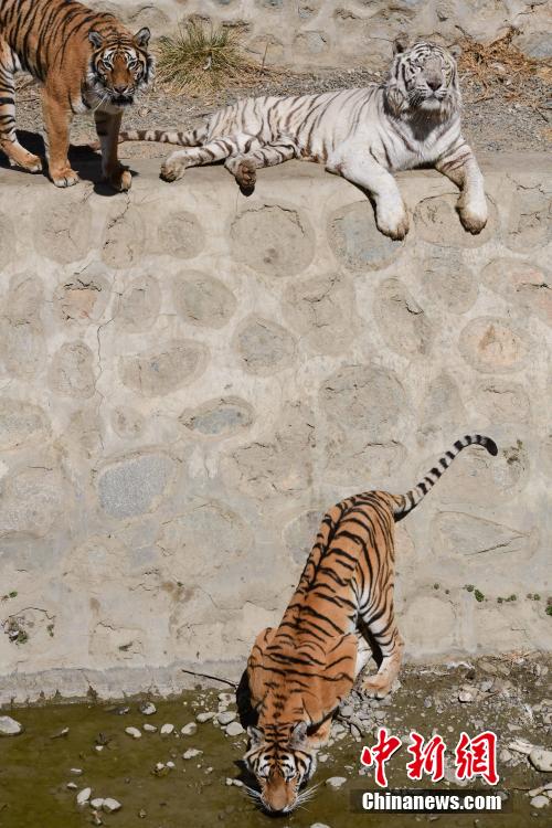 西藏曲水動物園舉行“虎年看虎”活動