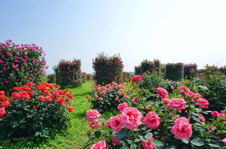 富阳新沙岛玫瑰园图片
