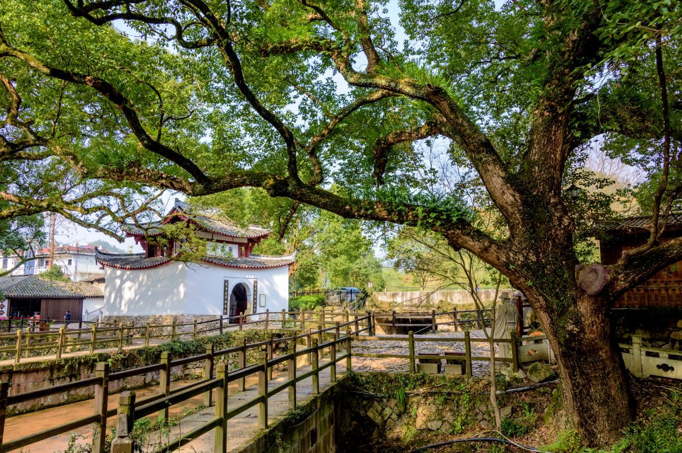 婺源这棵古樟树，树龄1600余年有故事，被当地人视为“传世瑰宝”