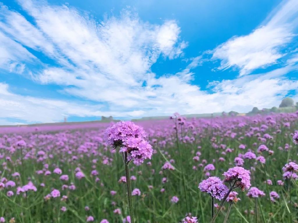 铃兰花海图片