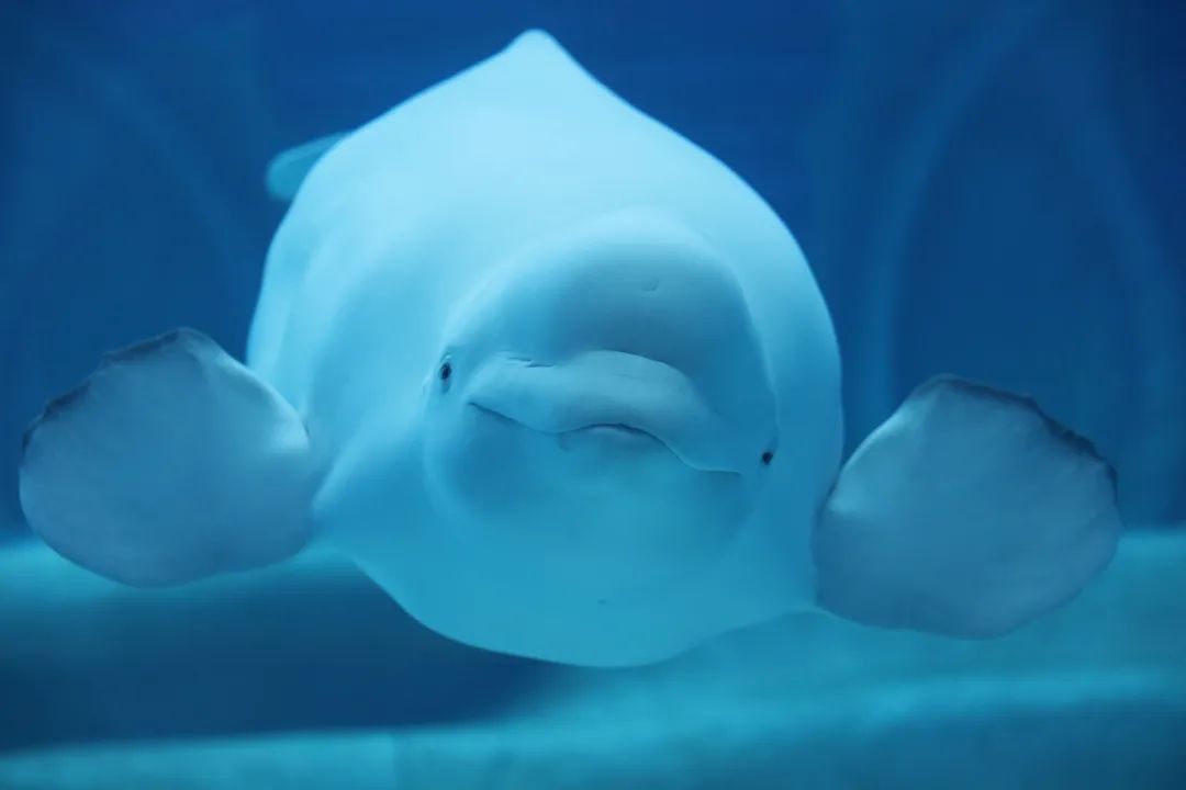 亞特蘭蒂斯失落的空間水族館