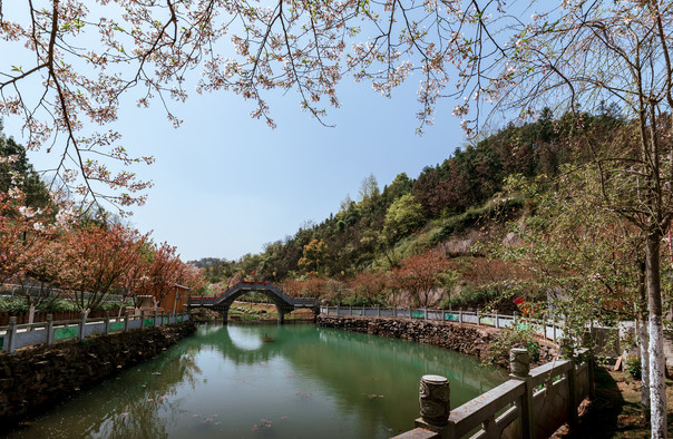 长沙浔龙河樱花谷图片