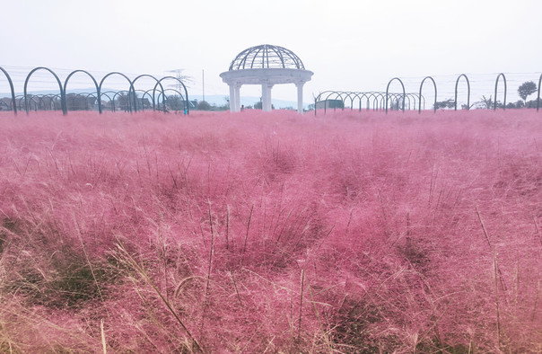 万安山郁金香花海