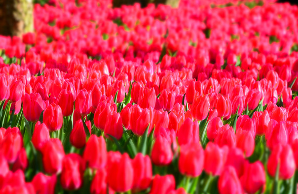 萬安山郁金香花海