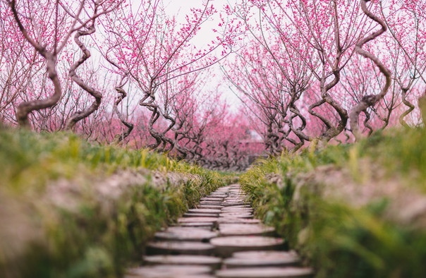 花村门票