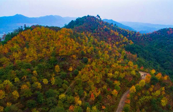 巴南彩色森林公园图片