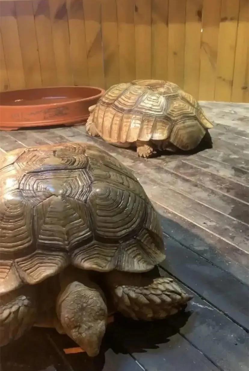 貴州蓬蓬動物王國門票