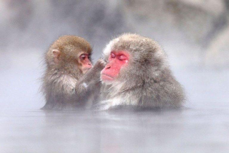 震撼！日本動物園70年第一位女猴王，三角戀后又開后宮