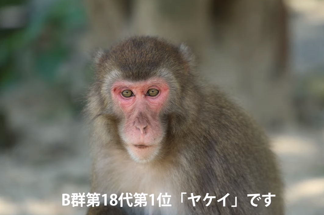 震撼！日本動物園70年第一位女猴王，三角戀后又開后宮