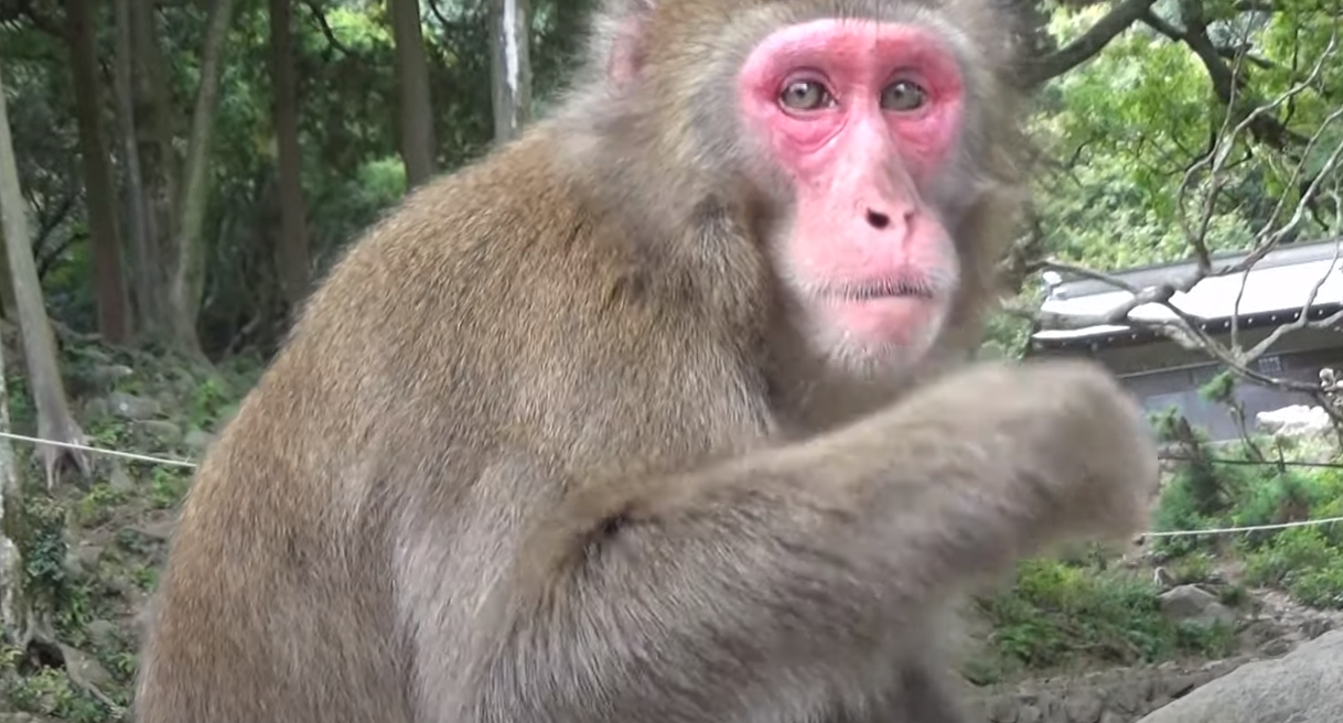 震撼！日本動物園70年第一位女猴王，三角戀后又開后宮