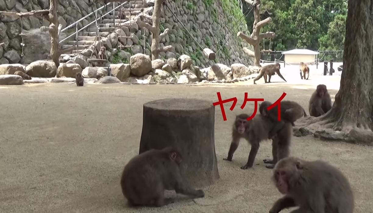 震撼！日本动物园70年第一位女猴王，三角恋后又开后宫