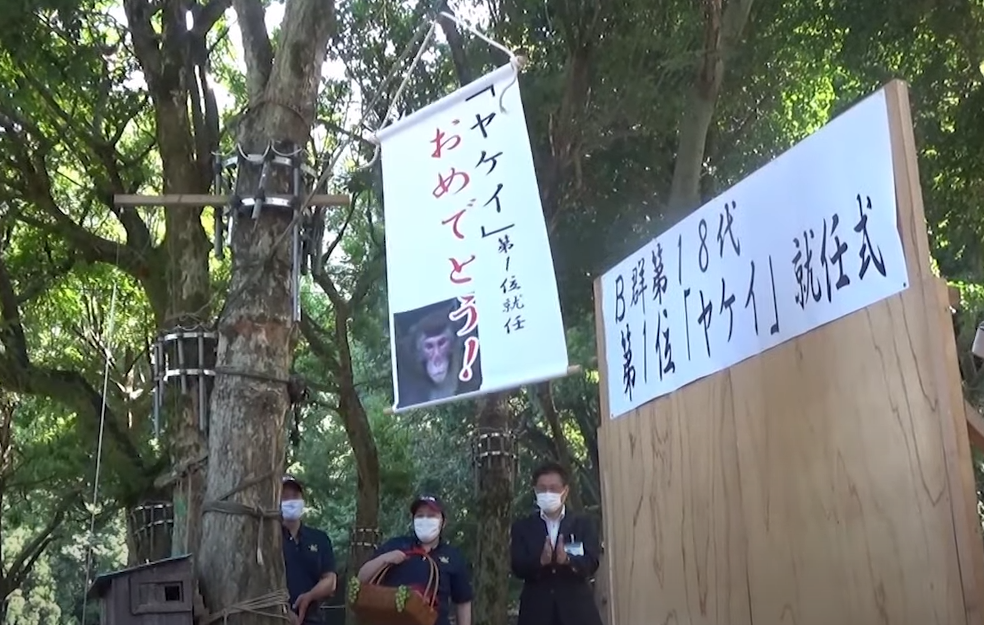 震撼！日本動物園70年第一位女猴王，三角戀后又開后宮