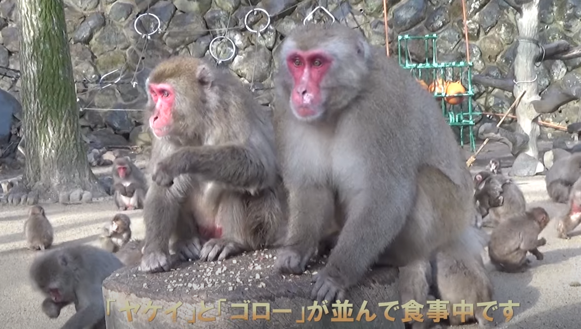 震撼！日本動物園70年第一位女猴王，三角戀后又開后宮